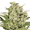 CKS Cheese Feminized Cannabis Seeds