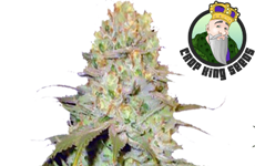 CKS Diamond OG Autoflower Seeds