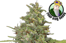 CKS G13 Feminized Seeds