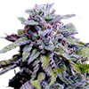 CKS Granddaddy Purple Feminized Cannabis Seeds