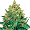 CKS Hash Plant Feminized Cannabis Seeds