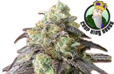 CKS Headband Feminized Seeds
