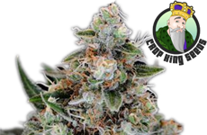 CKS Jilly Bean Feminized Seeds
