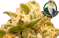 CKS Platinum OG Feminized Seeds