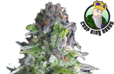 CKS Romulan Feminized Seeds
