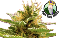 CKS Runtz Feminized Seeds