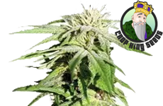 CKS Sweet Tooth Feminized Seeds