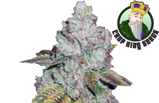 CKS T ahoe OG Feminized Seeds