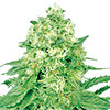 CKS White Banner Feminized Seeds