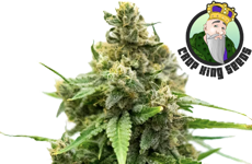 CKS White Russian Feminized Seeds