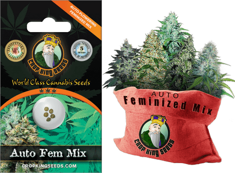 Crop King Seeds Auto Feminized Mix Pack