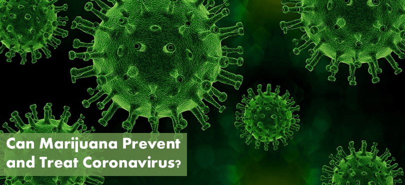 Can Marijuana Prevent and Treat Coronavirus Featured Image