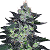 Candy Cane Autoflower Cannabis Seeds