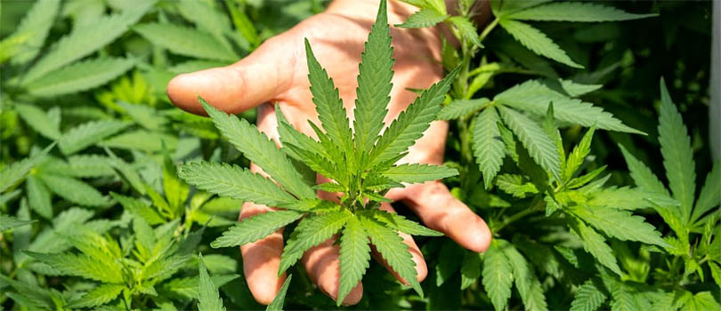Cannabis Eco Friendly
