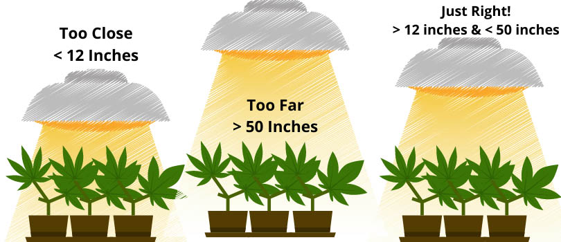 Cannabis Grow Light Distance