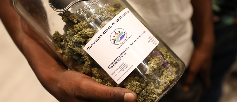 Cannabis Grown in South Africa