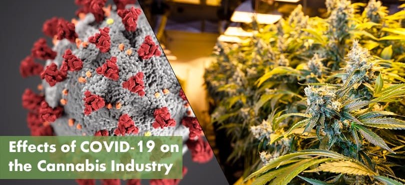 Cannabis Industry COVID-19 Featured Image