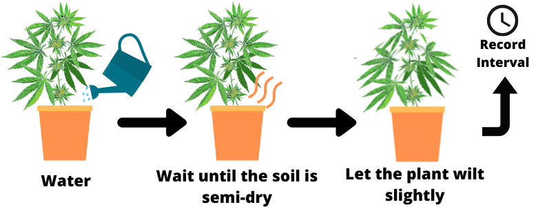 Cannabis Irrigation Intervals