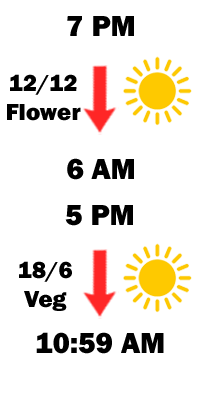 Cannabis Lights On Example