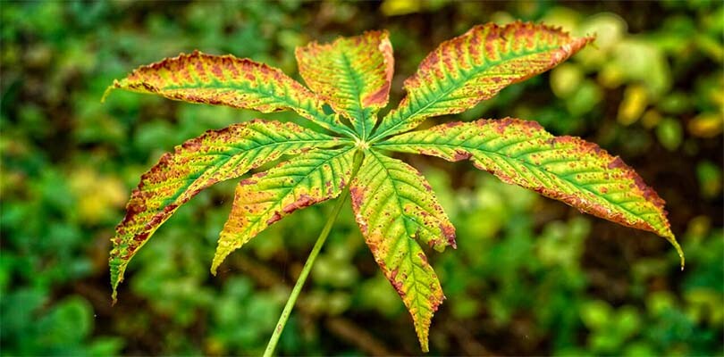Cannabis Nutrient Burn