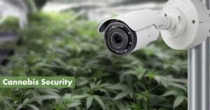 Cannabis Security Featured Image