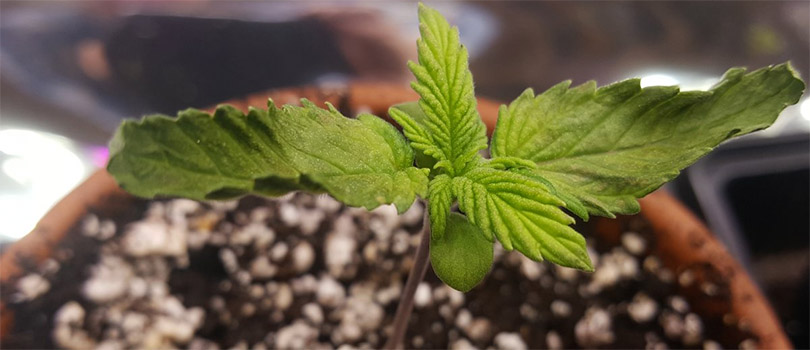 Cannabis Seedling Too Close to Grow Light