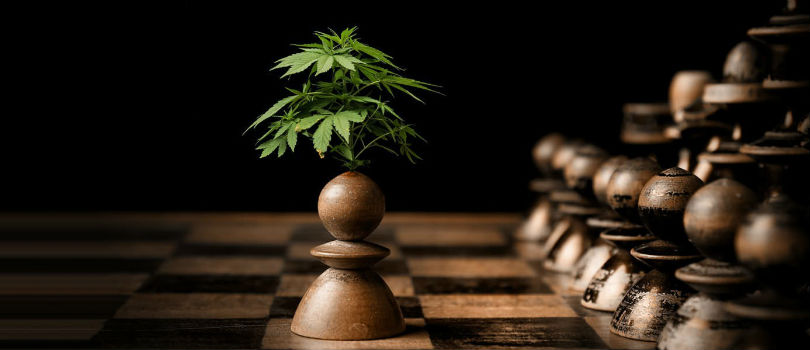 Cannabis and Chess