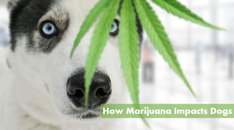 How Marijuana Impacts Dogs