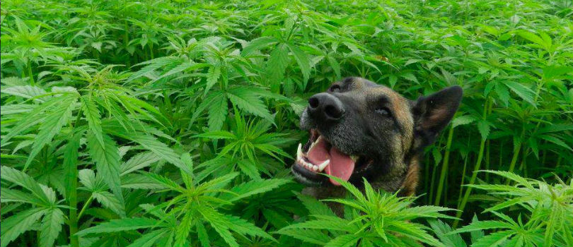 How Marijuana Impacts Dogs