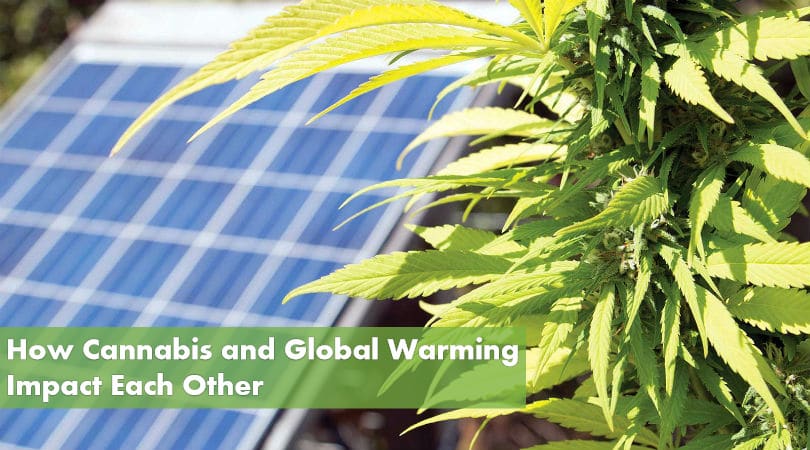 How Cannabis and Global Warming Impact Each Other
