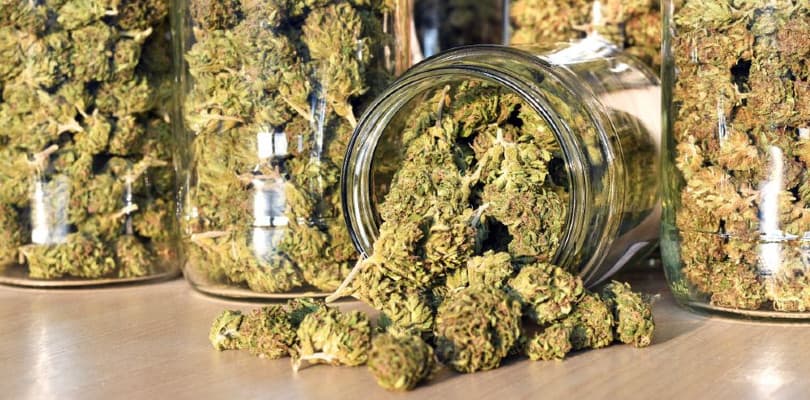 Marijuana Buds Stored in a Jar