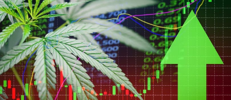 Cannabis investment consulting
