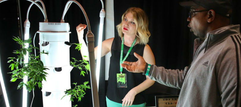 Cannabis Conventions