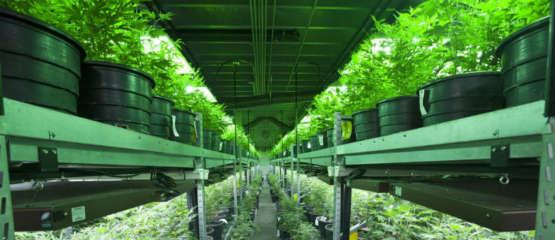 Cannabis Farm