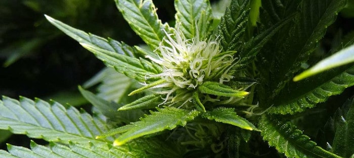Cannabis Flowering Stage
