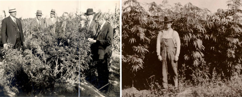 The History of Cannabis