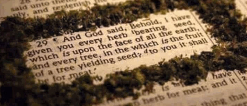 What the Bible Says About Cannabis