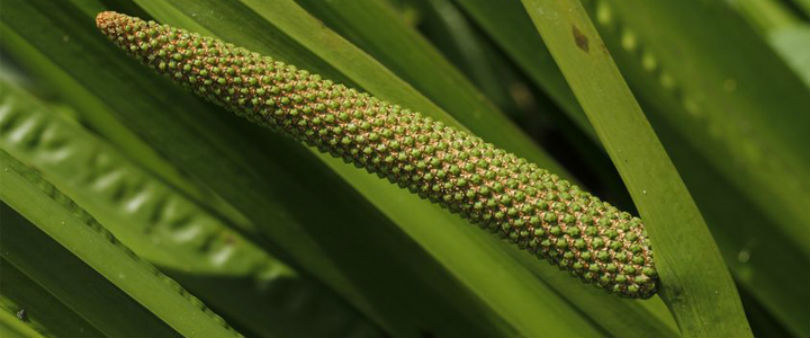 Calamus What the Bible Says About Cannabis