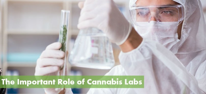 The Important Role of Cannabis Labs