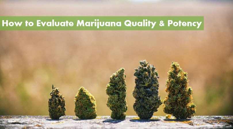 How to Evaluate Marijuana Quality & Potency