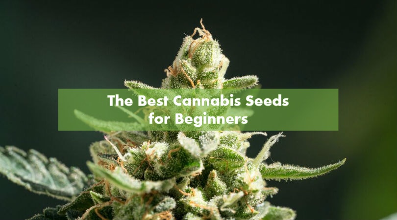 The Best Cannabis Seeds for Beginners