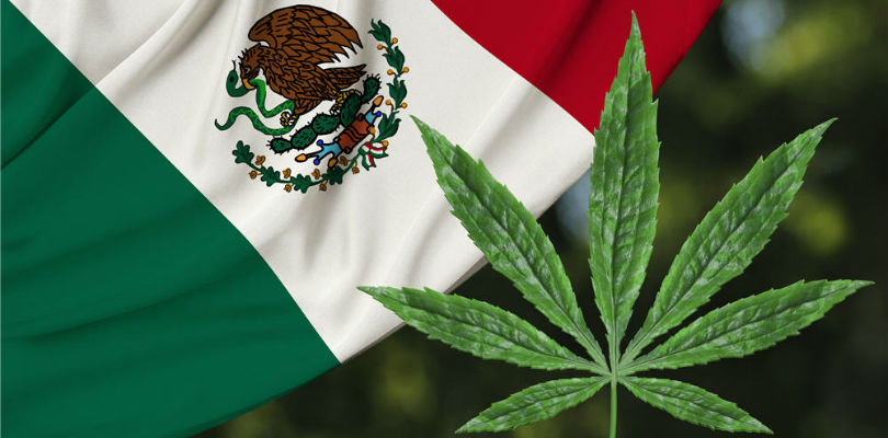 Buying Cannabis Seeds in Mexico