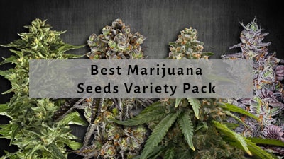 Best Cannabis Seeds Variety Packs