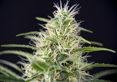 High cbd cannabis strains seeds