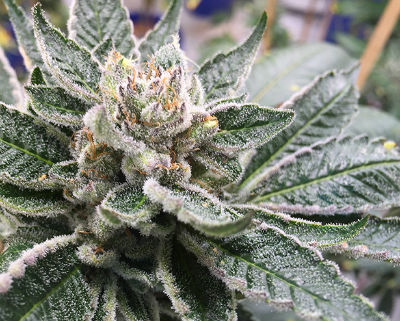 Cheap Cannabis Seeds - Ice Feminized Cannabis Seeds