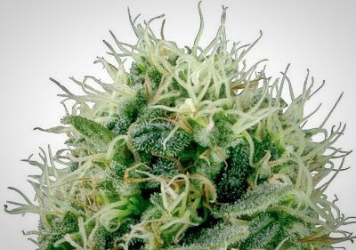 Cheap Cannabis Seeds - Pure Power Plant Feminized Cannabis Seeds