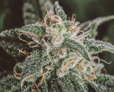 Cheap Cannabis Seeds - White Rhino Seeds