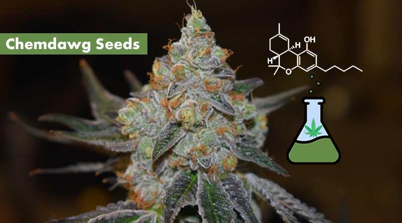 Chemdawg Seeds Cover Photo