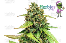 Chemdog #4 Seeds Herbies