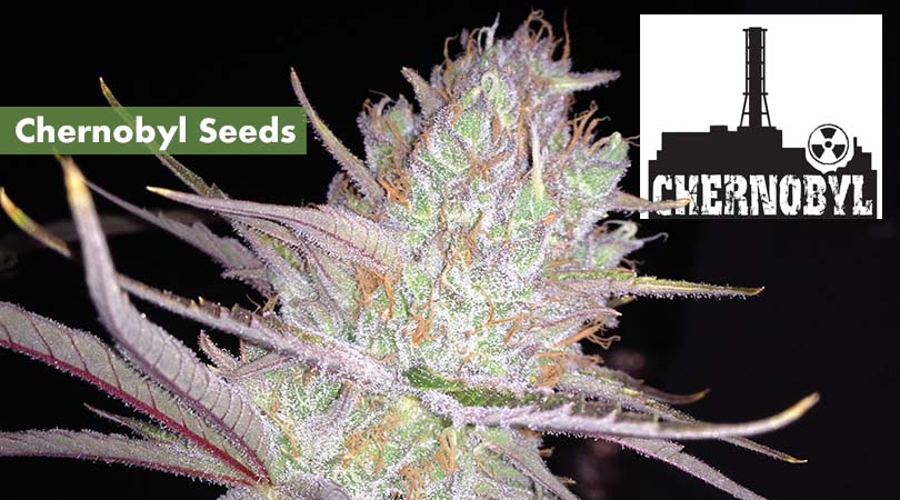 Chernobyl Seeds Cover Photo